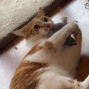 Meet your Posher, Tatum